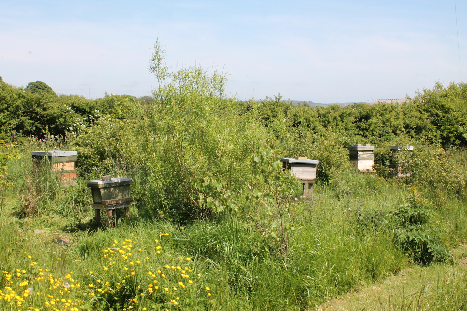 apiary