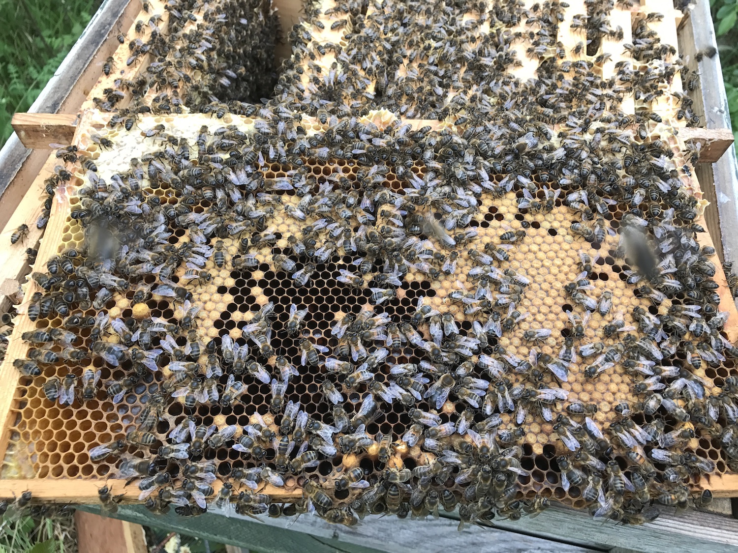 bees